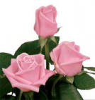 Luxuria rose plant